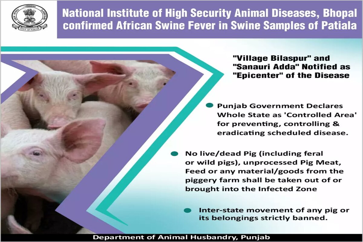 African Swine Fever: Punjab Govt to compensate for culling pigs