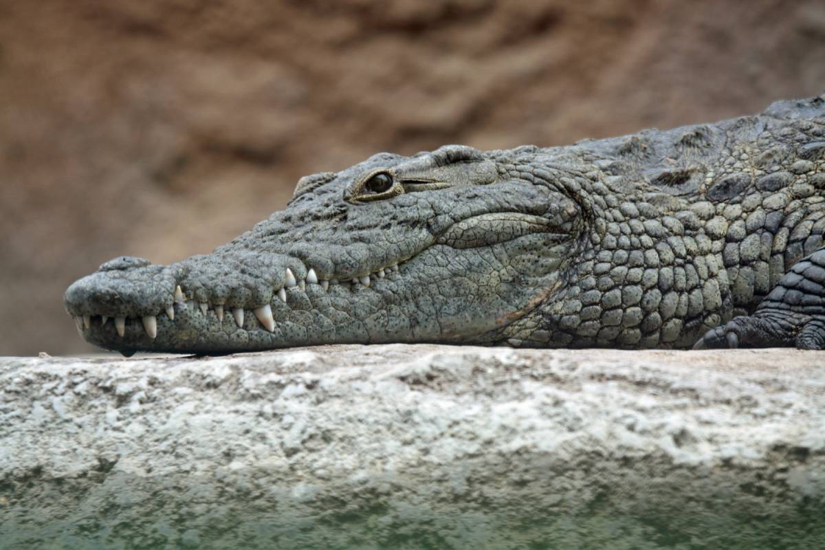 Three crocodiles brought to Burdwan