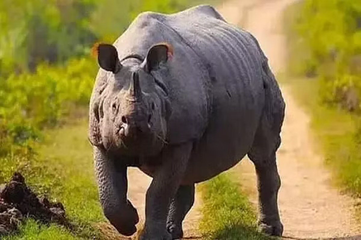 Rhino poaching attempt foiled in Assam’s Kaziranga