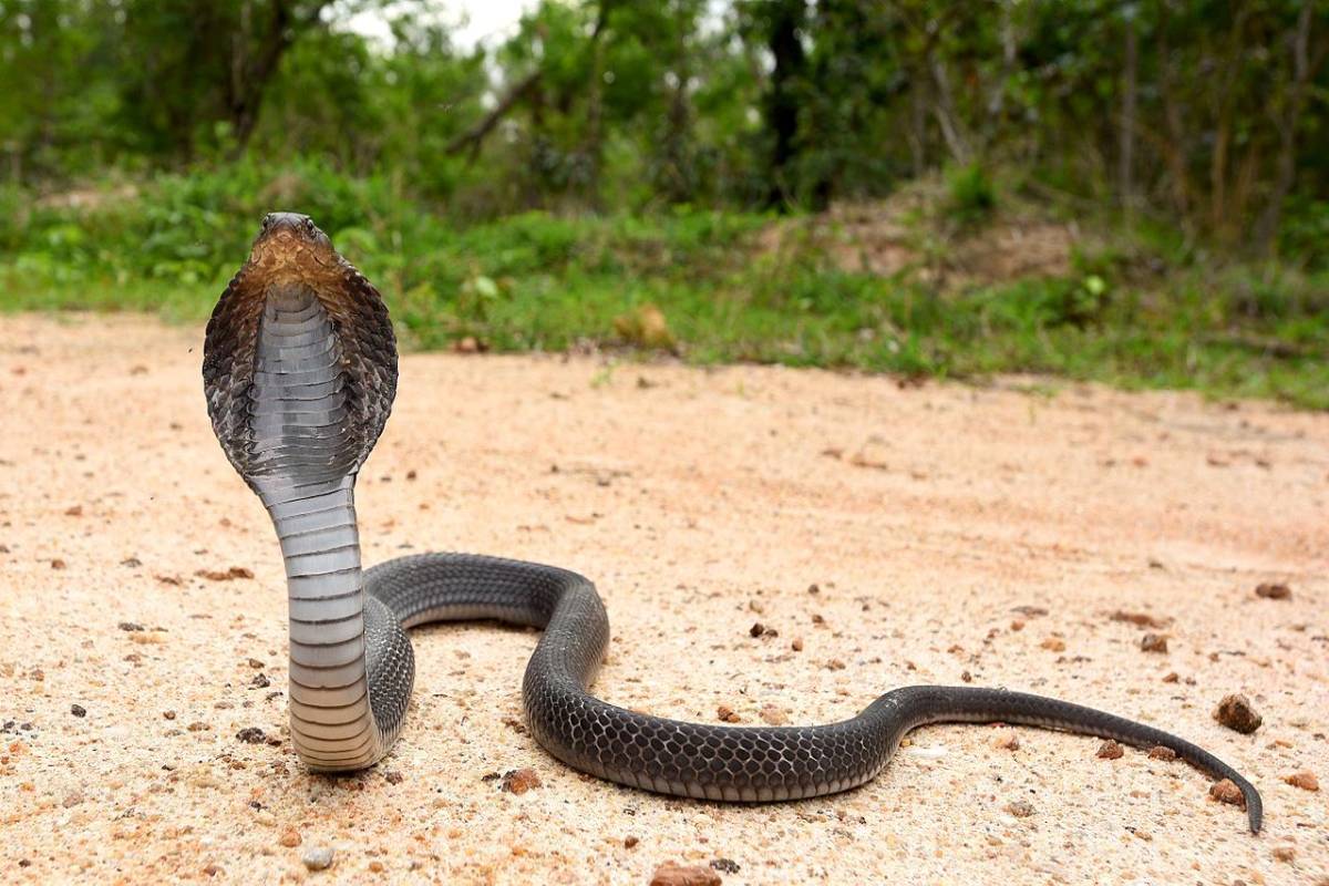 Three kids dead due to snake bite in Odisha