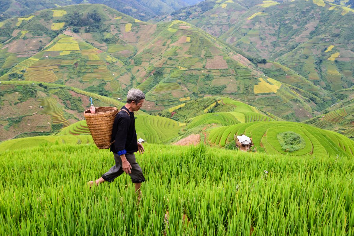 Farmers, Agriculture, environment, Vietnam, sustainable, climate change