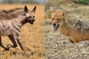 Indian grey wolves becoming tolerant of Hyena presence in Bankura