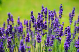 Lured by big profits, J&K farmers switching to lavender cultivation