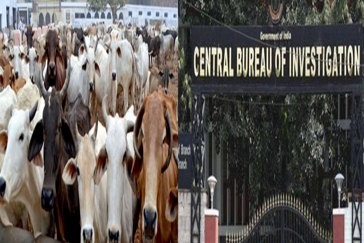 Cattle scam: Sixth mysterious lottery award comes under CBI scanner