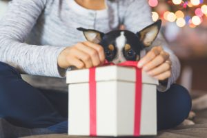 A cute dog watches while his owner opens a Christmas present by the tree