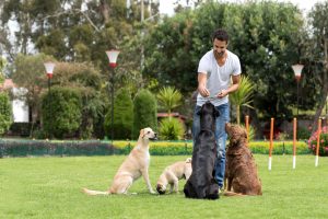 The companionship between man and dog dates back centuries and they have been domesticated and lived close-by to their human masters for several thousand years.