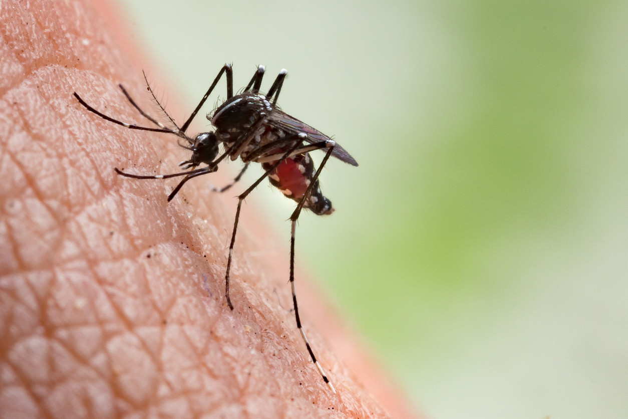 August 20, World Mosquito Day, dedicated to spread awareness