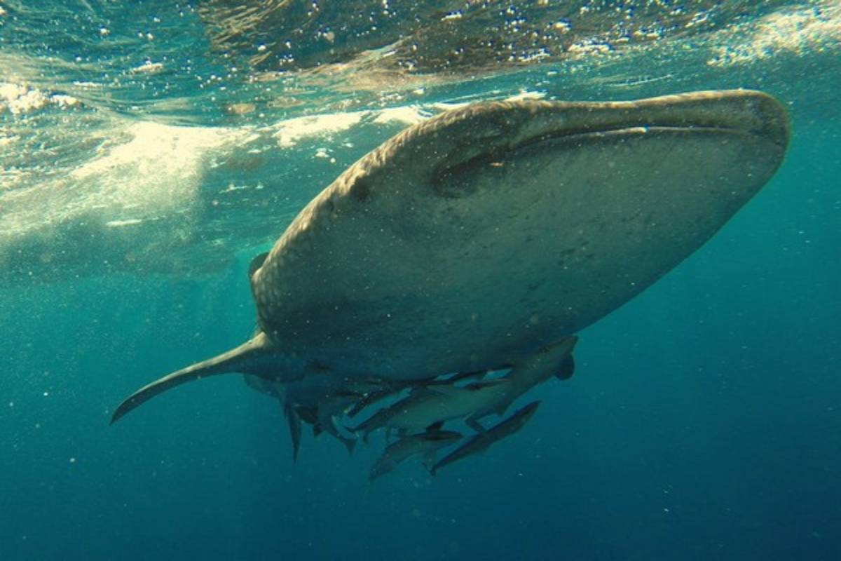 New study demonstrates how whales protect their brains while swimming