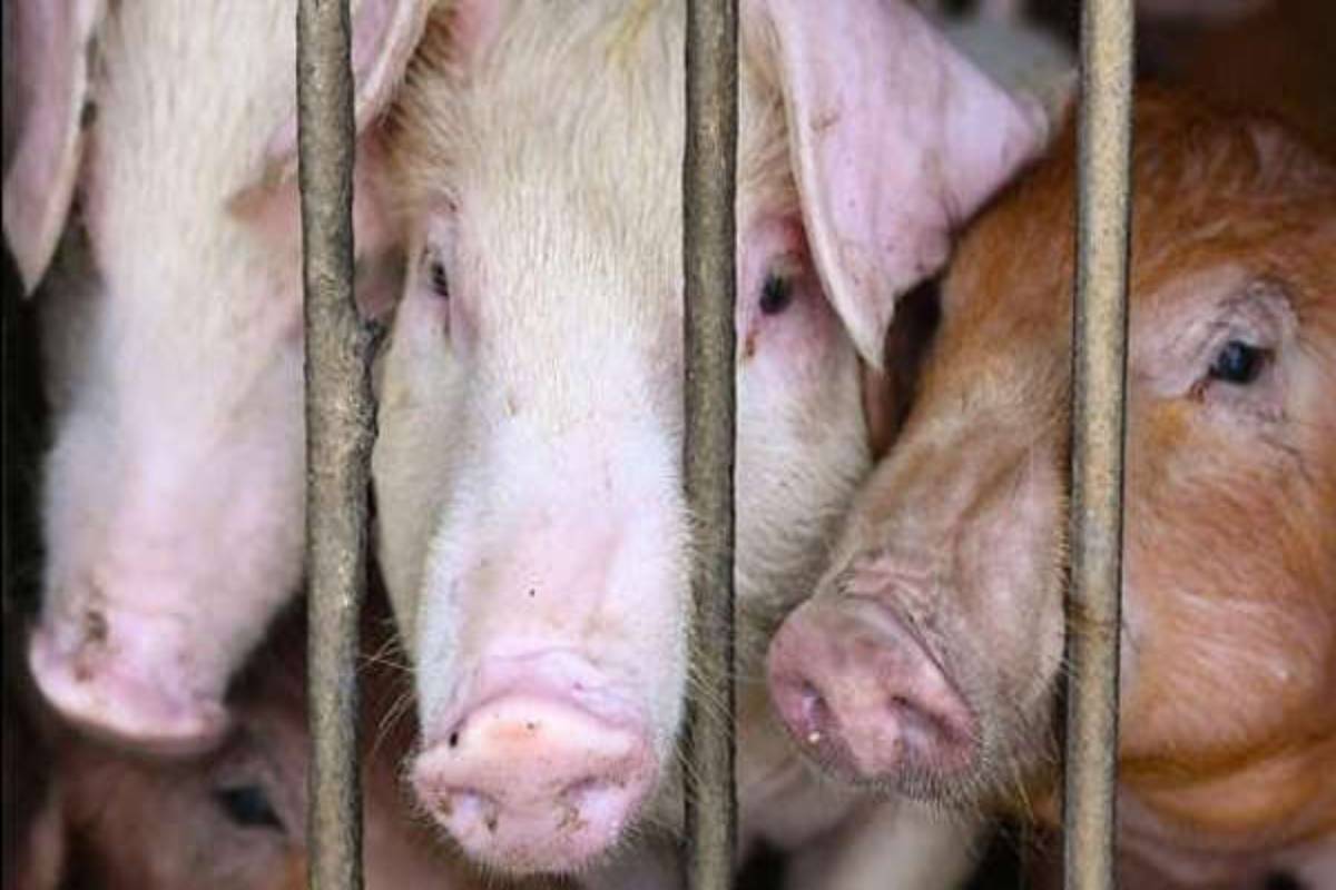 Punjab: African swine flu in Mansa district, 735 pigs culled