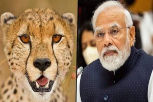 PM to release wild Cheetahs; visit Madhya Pradesh on Saturday