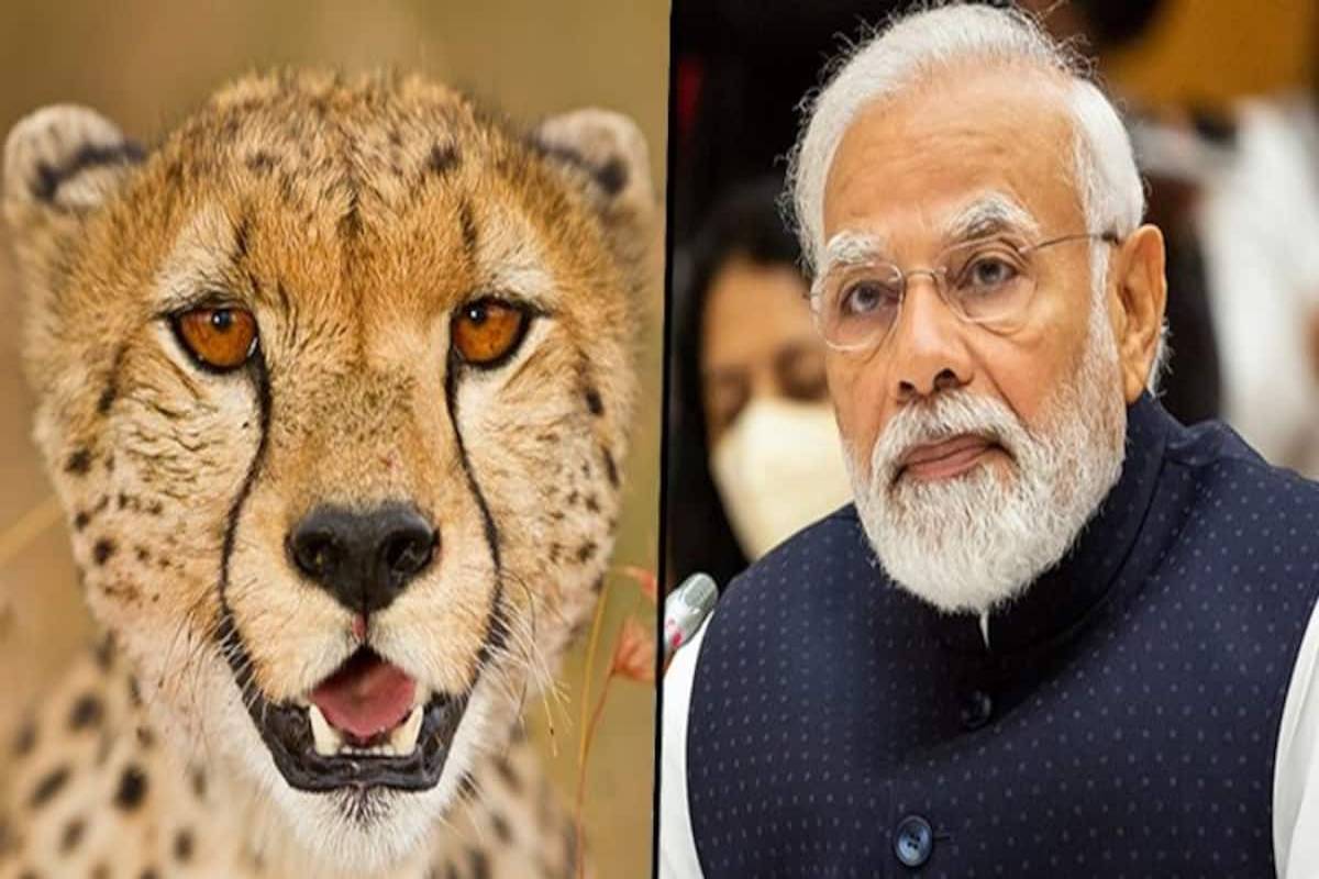 Cheetahs from Namibia hog limelight on PM Modi’s B’day