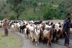Project to help 30,000 sheep-farming families of J&K finalised