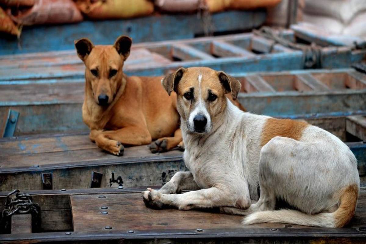 NHRC takes note of toddler’s death due to stray dogs attack in capital