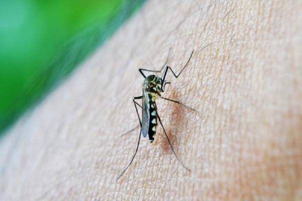 Keeping dengue vector away from your home; tips and suggestions