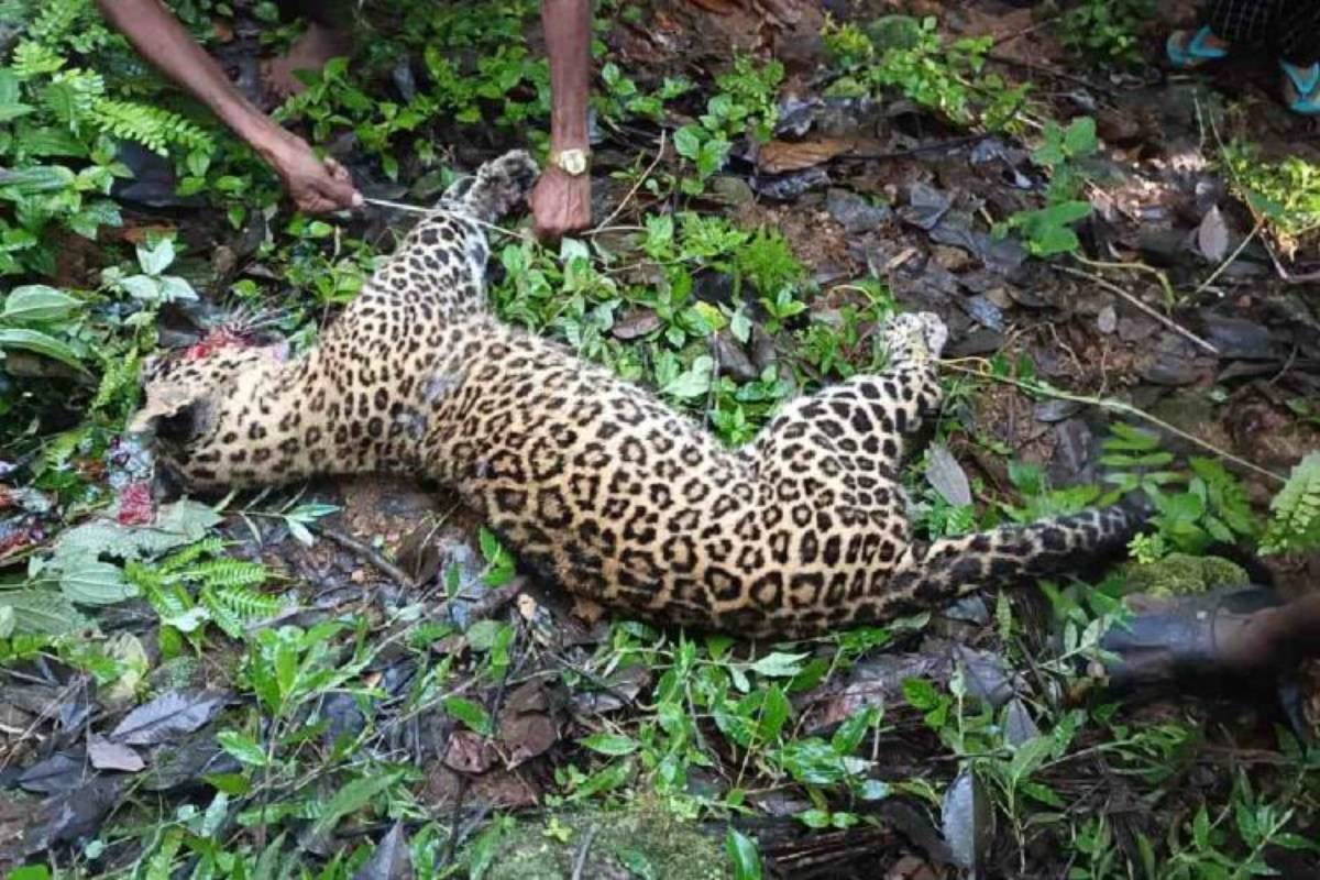 Tribal man hacks leopard to death in Kerala’s Idukki