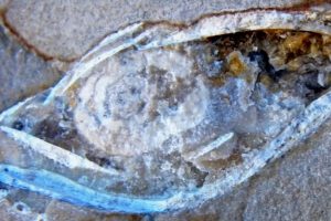 Researchers discover 380 million year old heart, shedding light on evolution of bodies