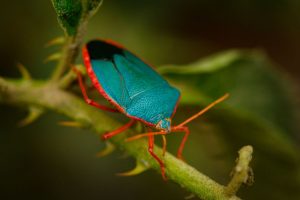 Research: Tropical insects are extremely sensitive to cahanging climates
