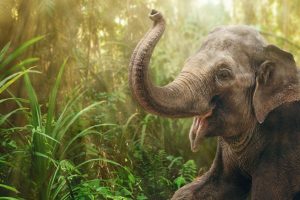 This computer engineer-turned-conservation scientist is using sound to mitigate human-elephant conflict in India