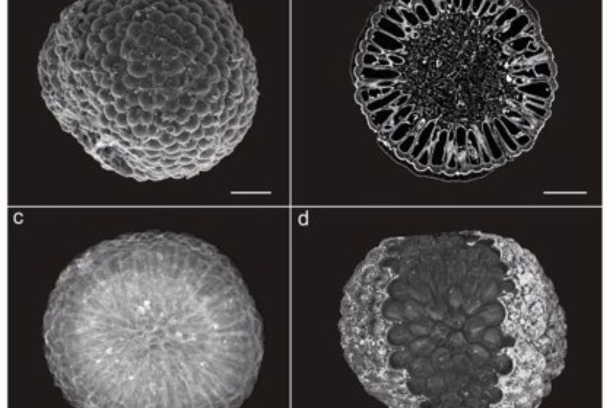 Fossil algae dating back 541 million years offer new insights into the plant kingdom’s roots