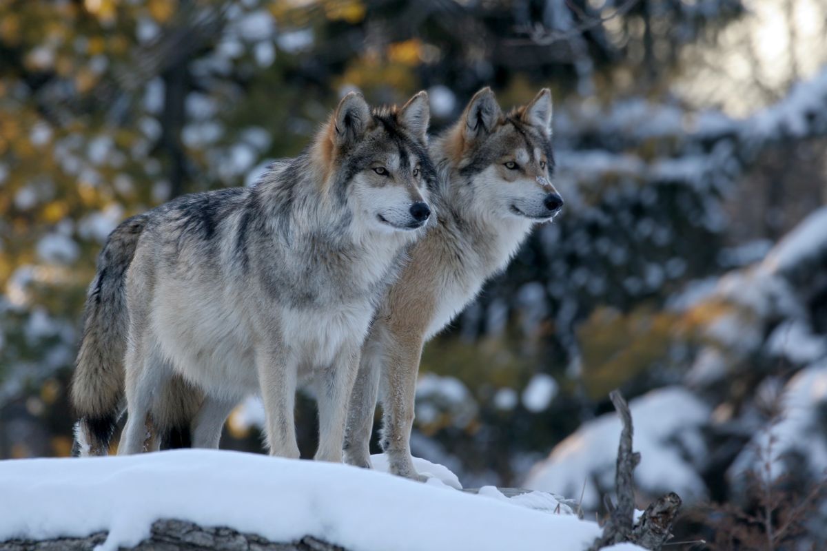 wolves, humans, affection, social stress, Wild animals