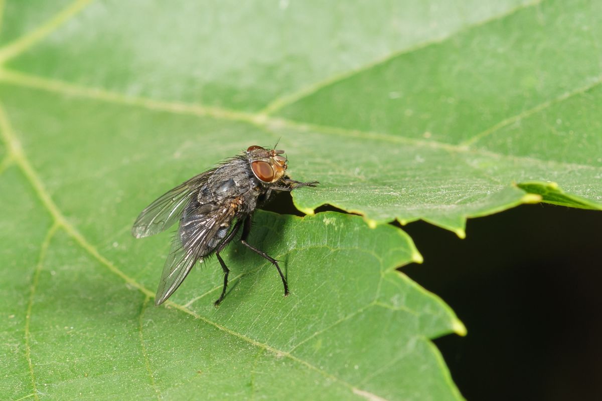 Study suggests more attention on synanthropic flies, disease carriers