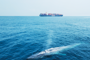 Shipping giant changes course to save Lankan whales