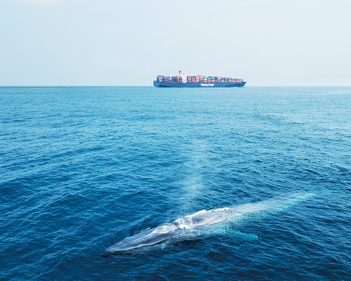 Shipping giant changes course to save Lankan whales