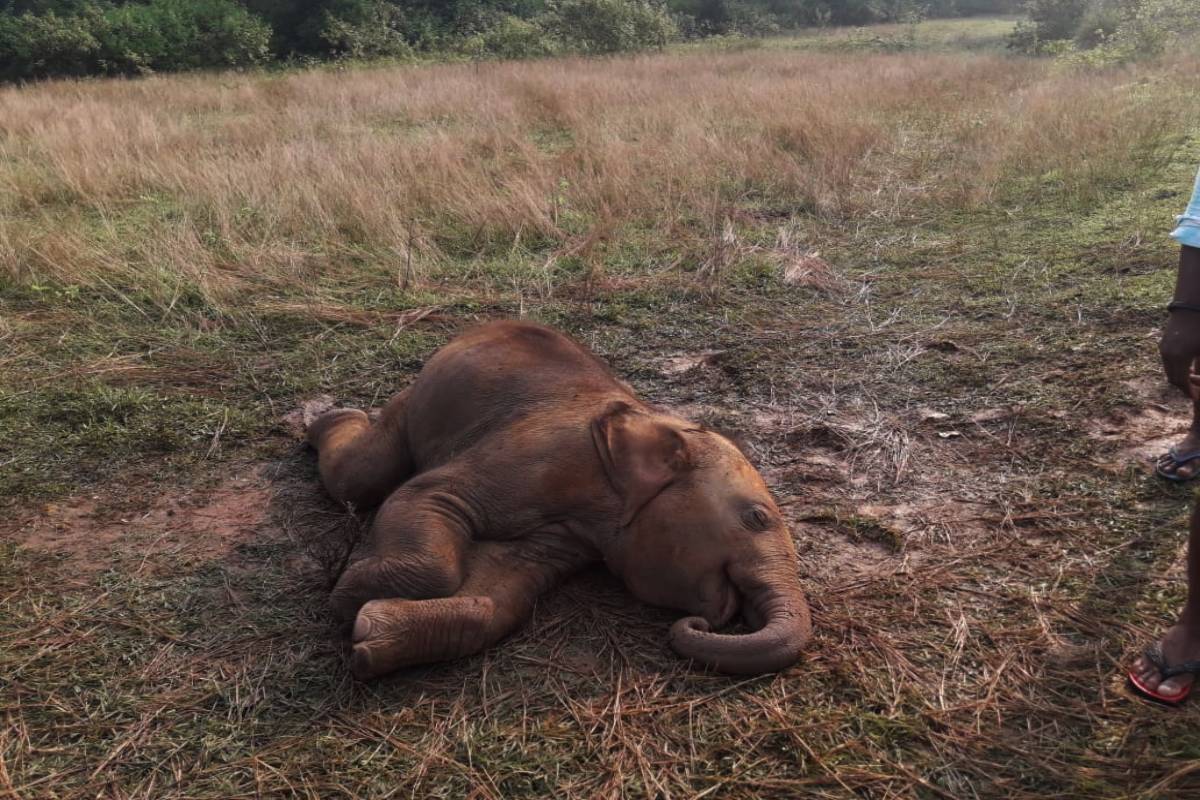 3-month old elephant calf found dead in Siliguri