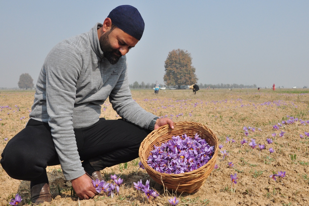 Bumper saffron crop cheers up growers in Kashmir