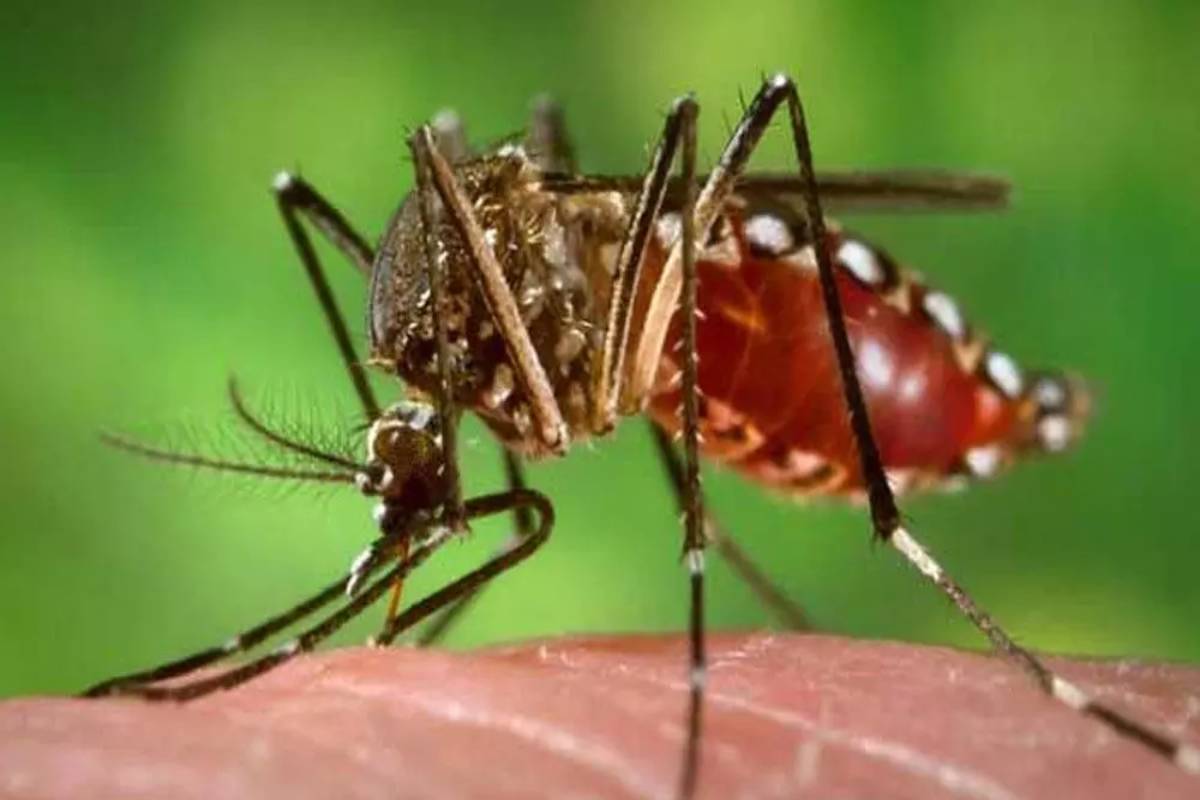 Dengue claims two more lives in the state