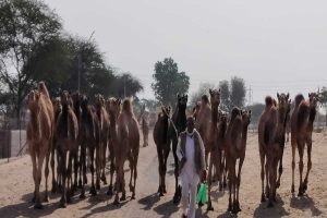 Bar on ‘Pashu Mela’ at Pushkar irks camel rearers of Rajasthan