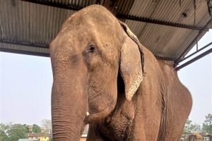 Indian forest officials rescue elephant calf from Nepal