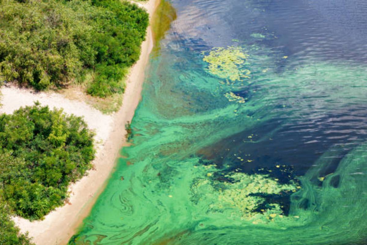 Harmful Algae bloom and its effects on aquatic life, humans
