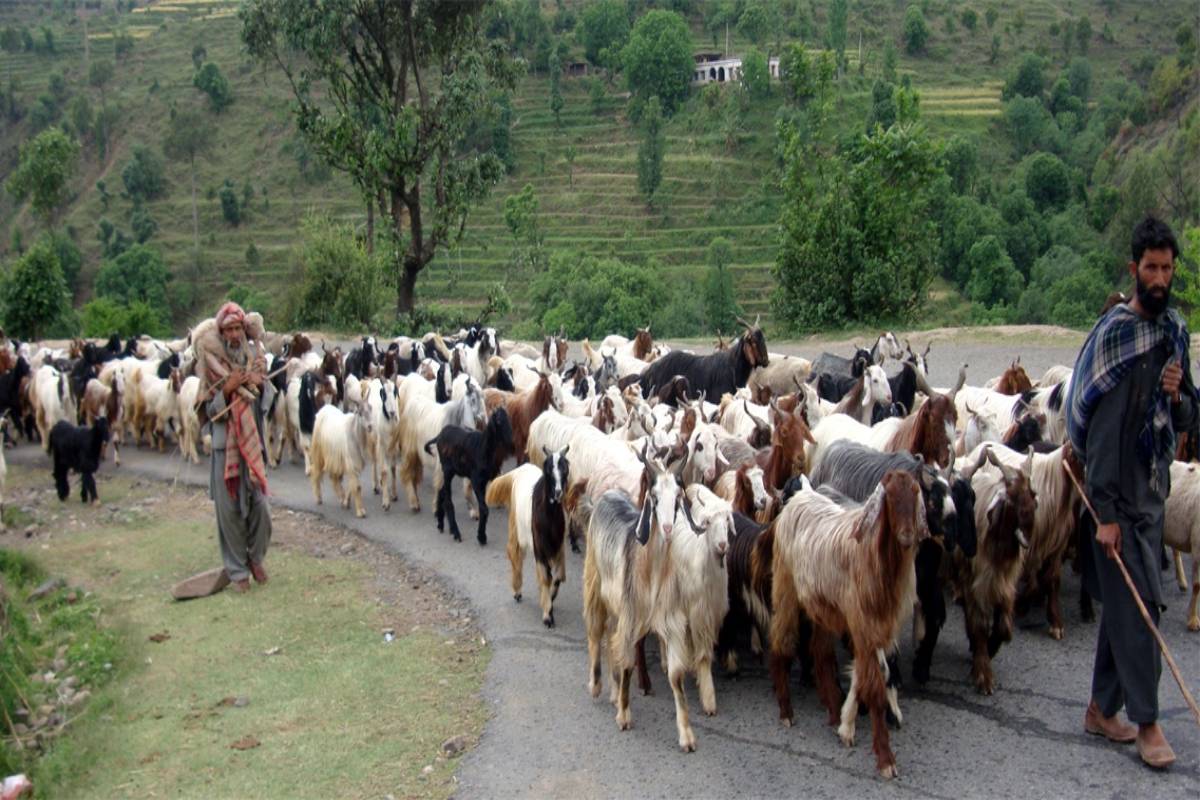 Italy to offer research in tribal transhumant socio-culture in J&K