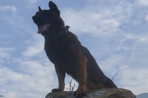 Army’s assault dog loses battle against bullet wounds