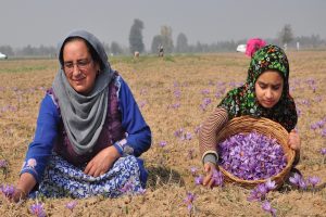 Kashmir saffron finds place in Tata’s basket