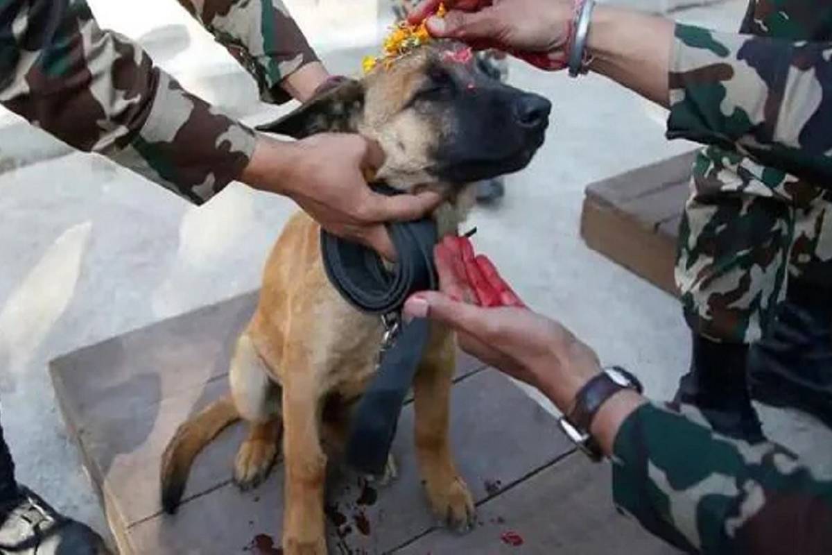 Ladakh L-G orders sterilization of feral dogs to protect exotic wildlife  species