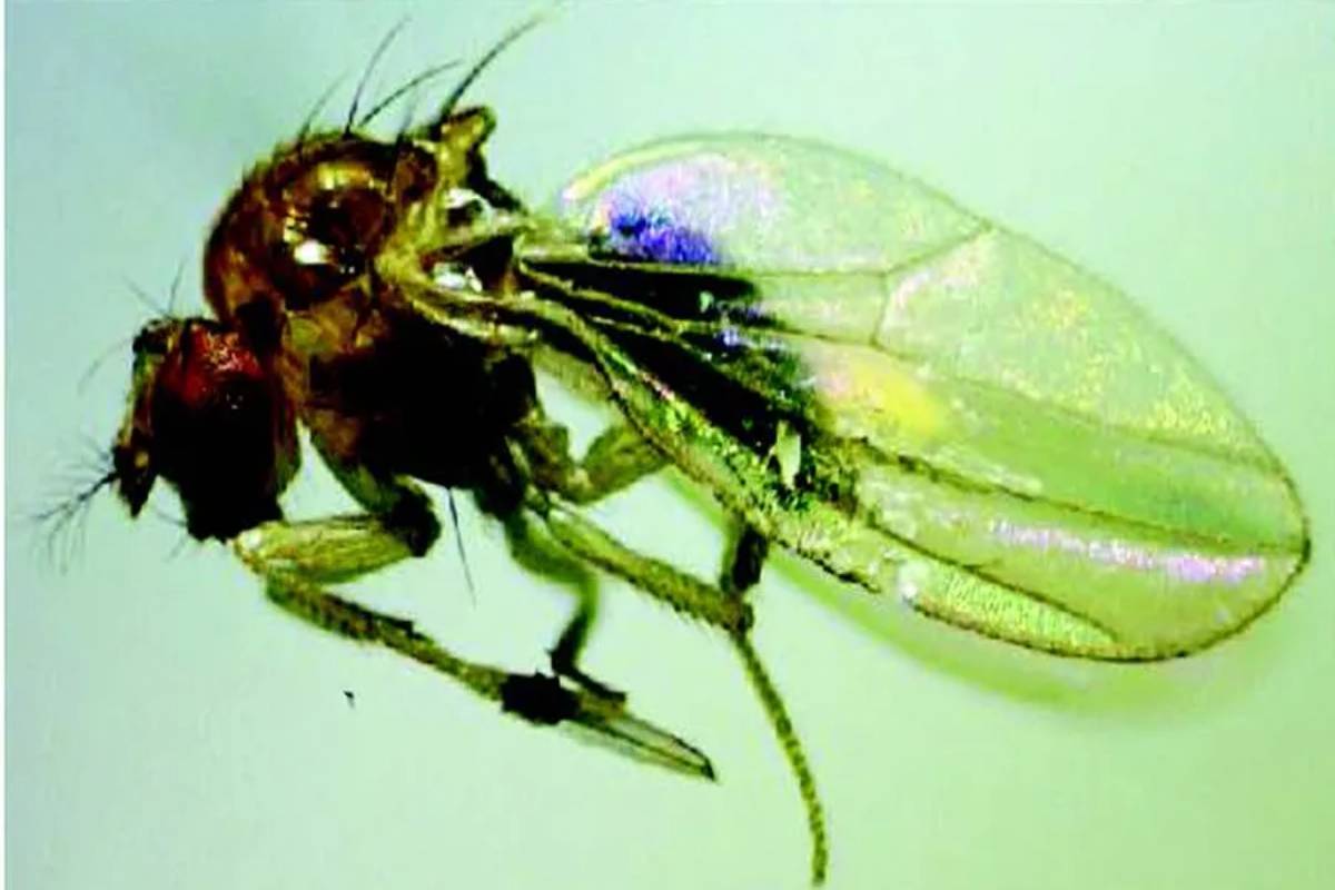 New fruit fly species recorded in Himachal