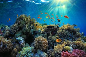 The crucial role played by coral reef in the ecosystem