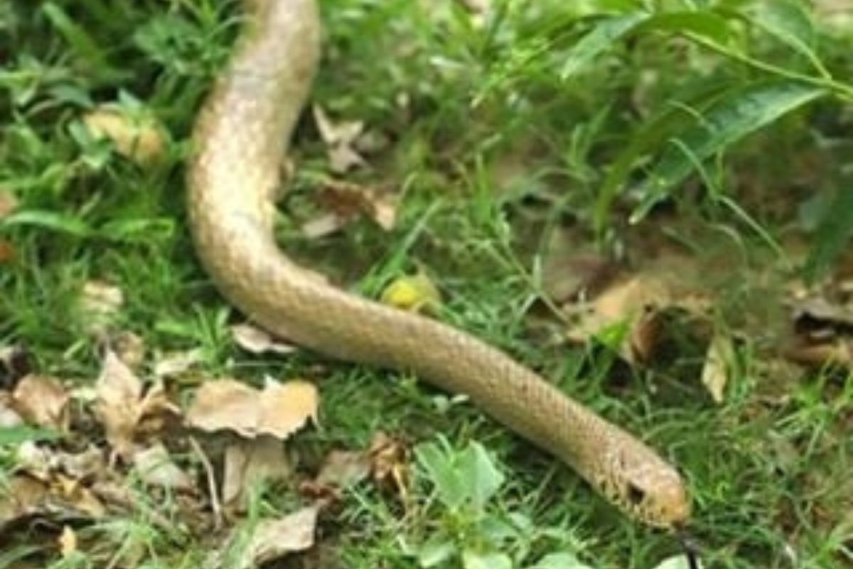 Smuggled snake venom worth Rs 30 cr seized in Darjeeling district