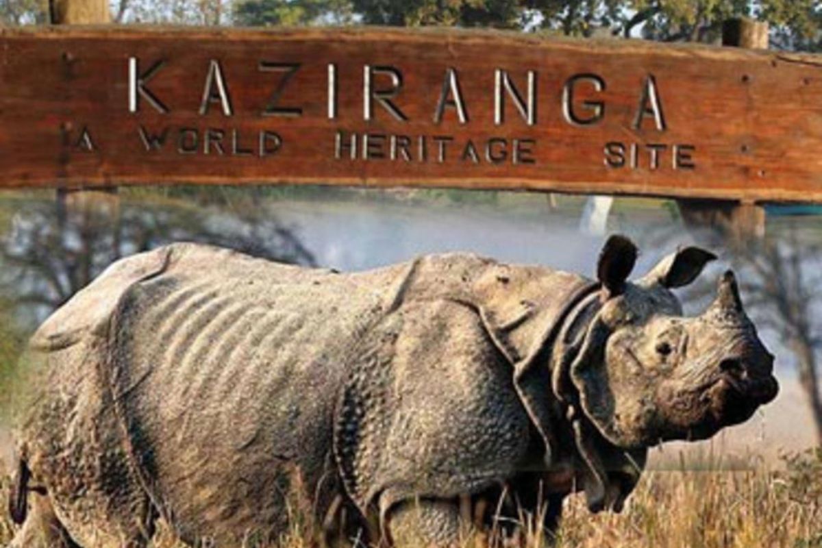 Kaziranga National Park | Nagaon District | Government Of Assam, India
