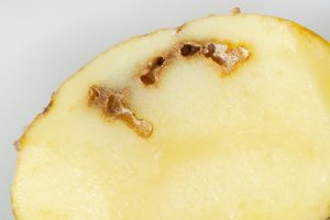 A harmful bacterium found in potatoes produces new antibiotic