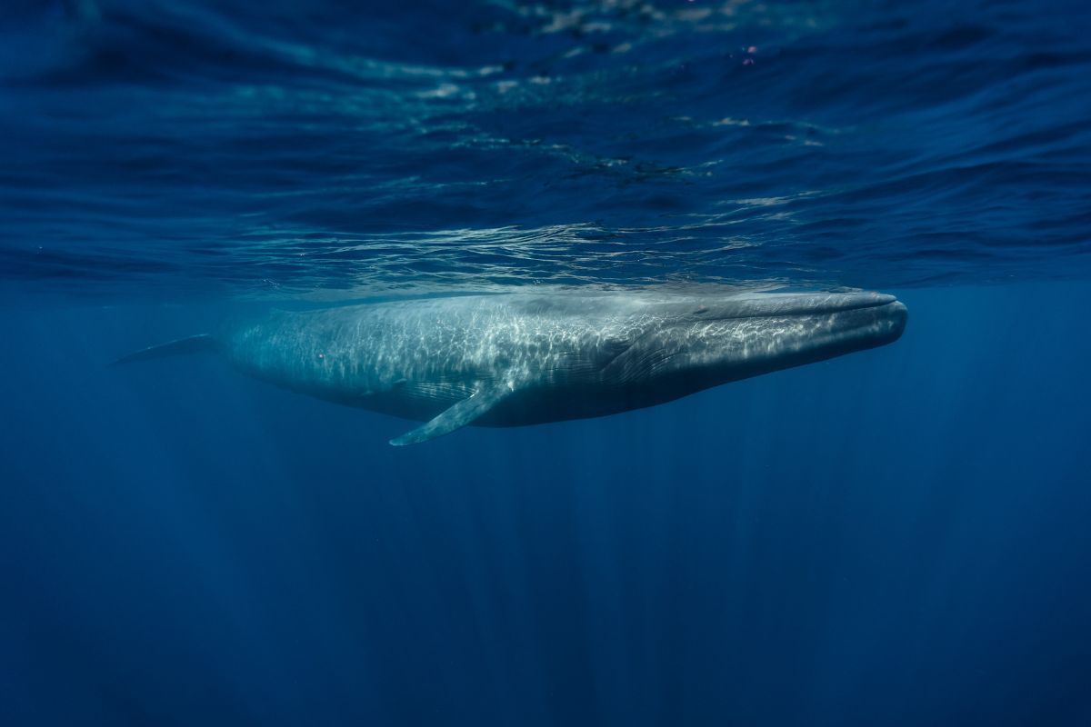 giant blue whales, National Marine Sanctuary, Researchers, Environment, vocalizations
