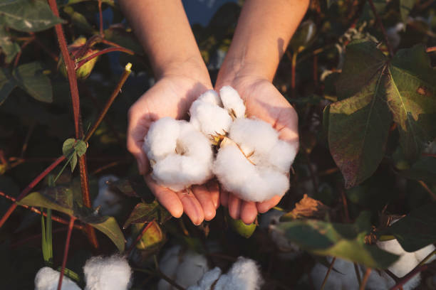 World Cotton day 2022: History, significance, theme, Uses, Benefits 