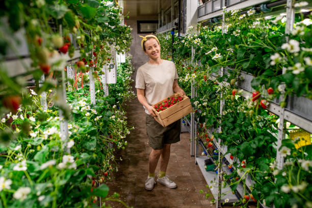 Controlled environment agriculture (CEA), commonly known as Vertical Farming makes use of structures to grow crops vertically in indoor facilities. 