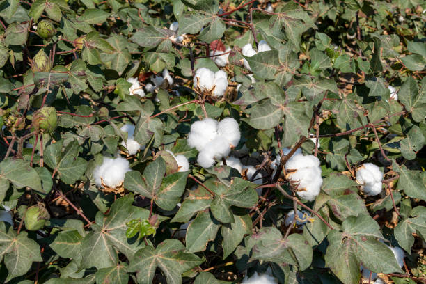 World Cotton day 2022: History, significance, theme, Uses, Benefits 