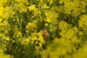 Green clearance once again sets off controversy over GM mustard