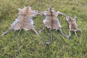 Odisha STF nabs three with leopard skins