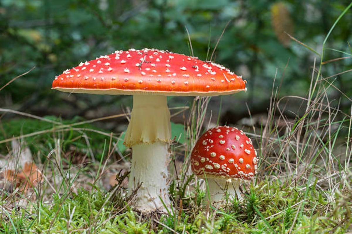Research reveals how mushrooms become “magic mushrooms”