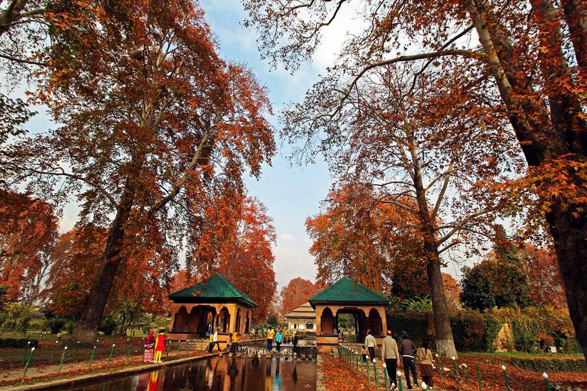 As autumn sets in, Kashmir greets guests with Chinar in myriad hues